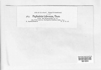 Phyllosticta labruscae image